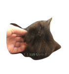 やる気ない猫ちゃん（個別スタンプ：8）