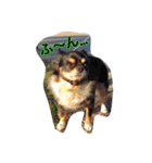 ロンちゃんと仲間たち（個別スタンプ：14）