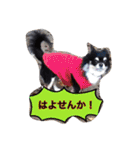 ロンちゃんと仲間たち（個別スタンプ：30）
