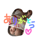 pinako's life 3（個別スタンプ：4）