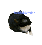 high hat hippo（個別スタンプ：18）