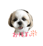 シーズー   sion ！（個別スタンプ：1）