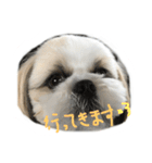 シーズー   sion ！（個別スタンプ：2）