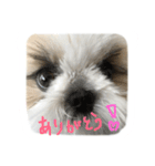 シーズー   sion ！（個別スタンプ：4）