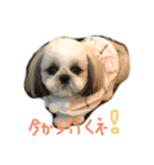 シーズー   sion ！（個別スタンプ：5）