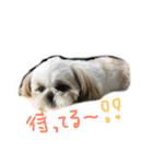 シーズー   sion ！（個別スタンプ：6）