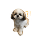 シーズー   sion ！（個別スタンプ：13）