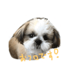 シーズー   sion ！（個別スタンプ：18）