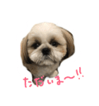 シーズー   sion ！（個別スタンプ：19）