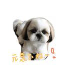 シーズー   sion ！（個別スタンプ：23）