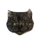 猫の可愛さを利用したスタンプ（個別スタンプ：1）