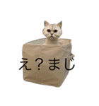 猫の可愛さを利用したスタンプ（個別スタンプ：3）