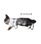 猫の可愛さを利用したスタンプ（個別スタンプ：4）