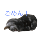 猫の可愛さを利用したスタンプ（個別スタンプ：5）