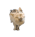 猫の可愛さを利用したスタンプ（個別スタンプ：7）