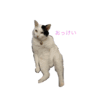 猫の可愛さを利用したスタンプ（個別スタンプ：9）