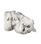 猫の可愛さを利用したスタンプ（個別スタンプ：10）