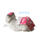 猫の可愛さを利用したスタンプ（個別スタンプ：13）