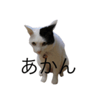 猫の可愛さを利用したスタンプ（個別スタンプ：15）