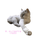 猫の可愛さを利用したスタンプ（個別スタンプ：16）