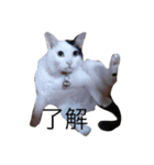 猫の可愛さを利用したスタンプ（個別スタンプ：19）