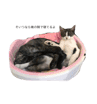 猫の可愛さを利用したスタンプ（個別スタンプ：20）