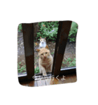 猫の可愛さを利用したスタンプ（個別スタンプ：21）