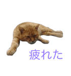 猫の可愛さを利用したスタンプ（個別スタンプ：22）