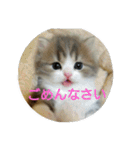 またたび猫スタンプ（個別スタンプ：1）