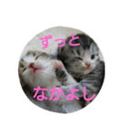またたび猫スタンプ（個別スタンプ：2）