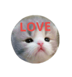またたび猫スタンプ（個別スタンプ：4）