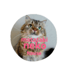 またたび猫スタンプ（個別スタンプ：5）
