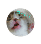 またたび猫スタンプ（個別スタンプ：6）