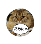 またたび猫スタンプ（個別スタンプ：9）