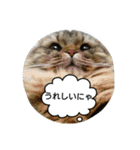 またたび猫スタンプ（個別スタンプ：10）