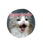 またたび猫スタンプ（個別スタンプ：11）