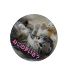 またたび猫スタンプ（個別スタンプ：13）