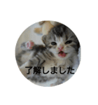 またたび猫スタンプ（個別スタンプ：14）