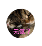 またたび猫スタンプ（個別スタンプ：15）