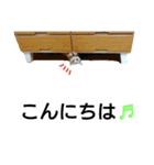 猫のあんずです⑩（個別スタンプ：2）