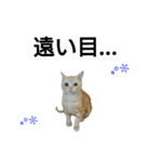 猫のあんずです⑩（個別スタンプ：8）