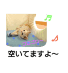 猫のあんずです⑩（個別スタンプ：10）