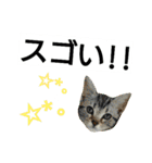 猫のあんずです⑩（個別スタンプ：12）