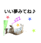 猫のあんずです⑩（個別スタンプ：24）