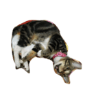 Wei Ke Daily（個別スタンプ：9）
