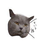 ブサかわ猫のれおんくん。（個別スタンプ：1）