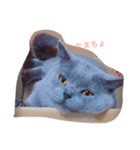 ブサかわ猫のれおんくん。（個別スタンプ：2）