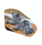 ブサかわ猫のれおんくん。（個別スタンプ：3）