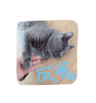 ブサかわ猫のれおんくん。（個別スタンプ：4）