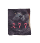 ブサかわ猫のれおんくん。（個別スタンプ：5）